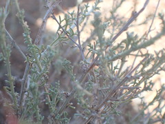 Pentzia incana