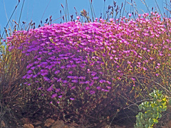 Lampranthus falcatus