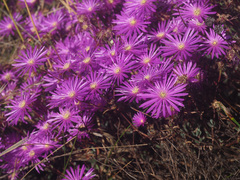 Lampranthus falcatus