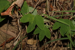 Passiflora subpeltata