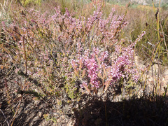 Erica nudiflora