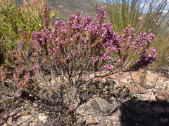 Erica nudiflora