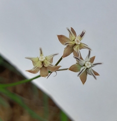 Asclepias stellifera