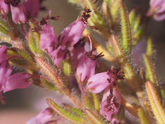 Erica nudiflora