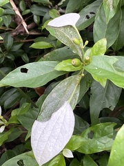 Mussaenda formosanum