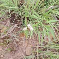 Asclepias stellifera