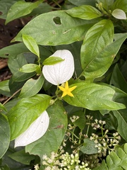 Mussaenda formosanum