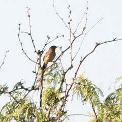 Campylorhynchus brunneicapillus