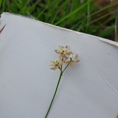 Asclepias stellifera