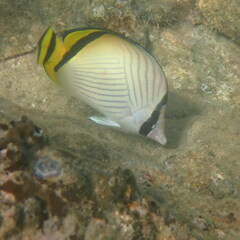 Chaetodon vagabundus