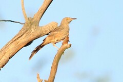 Toxostoma bendirei