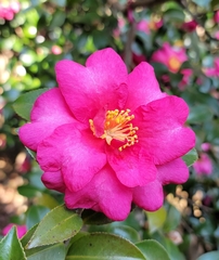 Camellia