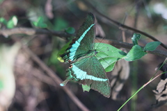 Papilio crino