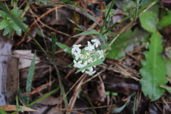 Pimelea
