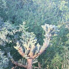 Cylindropuntia