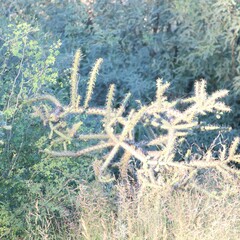 Cylindropuntia