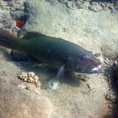 Plectropomus leopardus