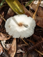 Chlorophyllum hortense