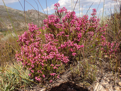 Erica lateralis