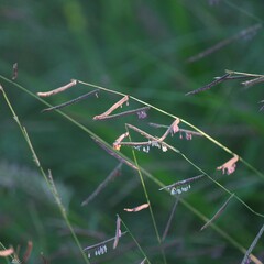 Bouteloua barbata rothrockii