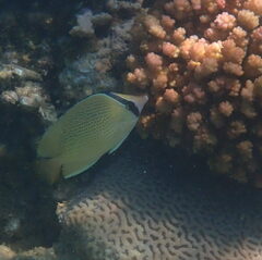 Chaetodon citrinellus