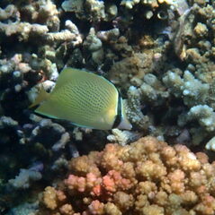 Chaetodon citrinellus