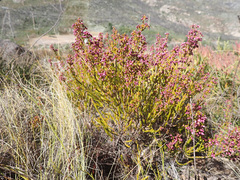Erica lateralis