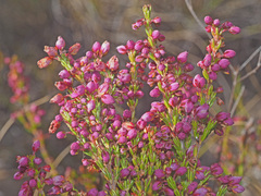 Erica lateralis