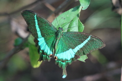 Papilio crino