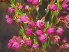 Erica lateralis