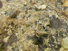 Spirobranchus cariniferus