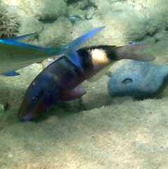 Parupeneus multifasciatus