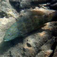 Plectropomus leopardus