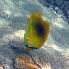 Chaetodon bennetti