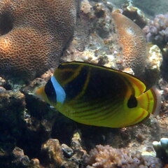 Chaetodon lunula