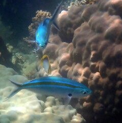 Caesio caerulaurea