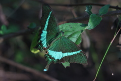 Papilio crino