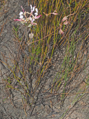 Pelargonium ternifolium