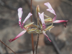 Pelargonium ternifolium