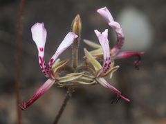 Pelargonium ternifolium