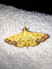 Meroctena
