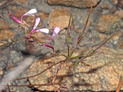 Pelargonium ternifolium