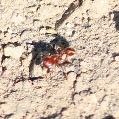 Pogonomyrmex maricopa