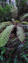 Alsophila smithii