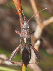 Mirperus jaculus