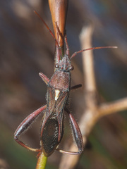 Mirperus jaculus