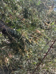 Melaleuca paludicola
