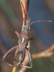 Mirperus jaculus