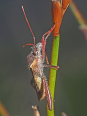 Mirperus jaculus