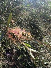 Melaleuca paludicola